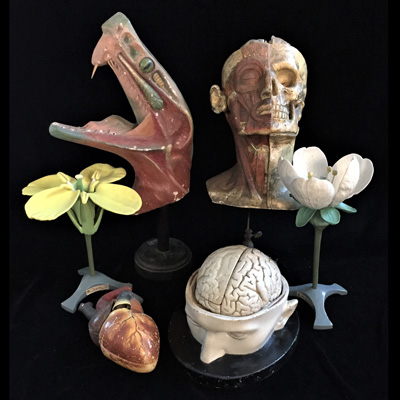 Anatomicals Models